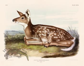 081 Common Deer